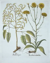 Schwarzwurzel und Bocksbart, aus Hortus Eystettensis, von Basil Besler (1561-1629), veröffentlicht 1613